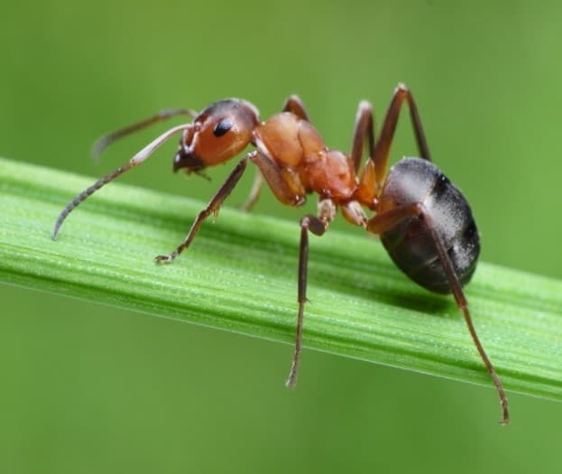 ant