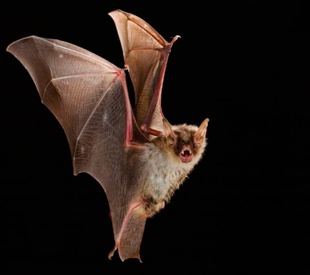 bat