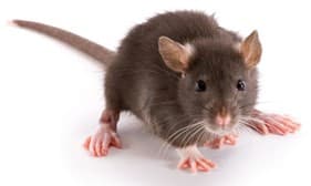 rat