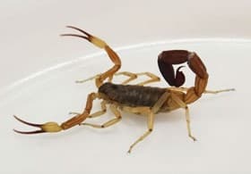 scorpion